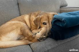 How to Calm Anxious Pets During a Move