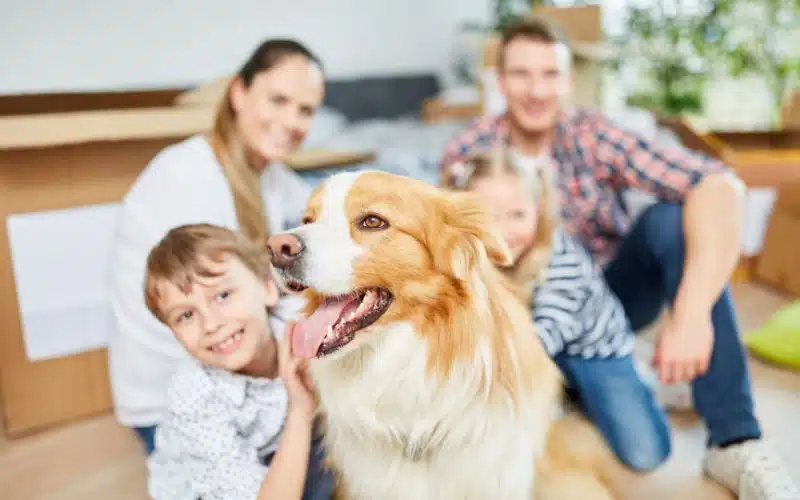 How to Settle Pets into a New Home