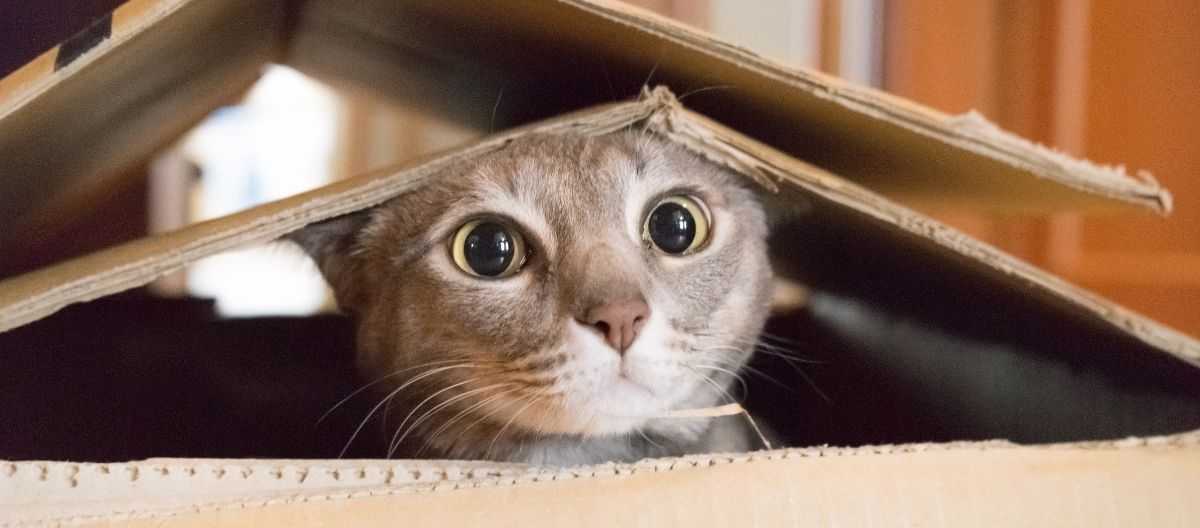 Moving with Cats: What You Need to Know