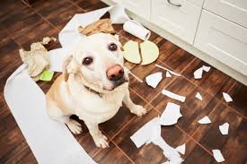 Pet-Proofing Your New Place